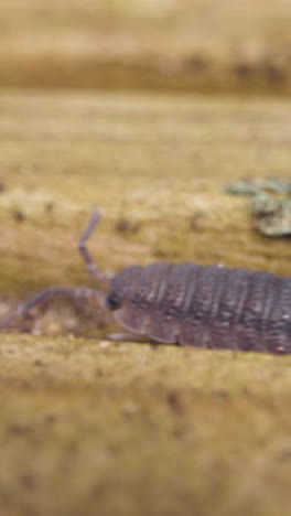 Vertical-Video-Close-Up-Woodlouse-Insect-On-Wood-In-UK-Countryside